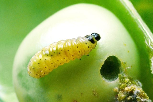 Плодожорками принято обозначать не только небольших бабочек, но жизненную форму гусениц – карпофагов, а также отдельные виды с аналогичным образом жизни