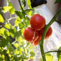 Сильный дождь или очень обильный полив может привести к тому, что кожица помидоров не сможет успевать за темпами налива плодов и треснет