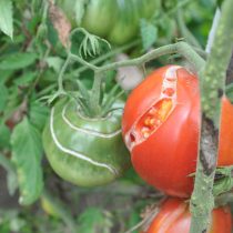 Треснутые помидоры более подвержены гнили и поражению насекомыми, и лучше сорвать треснувший помидор