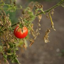 Одной из причин образования трещин на томатах является период засухи. Кожура помидоров при высыхании будет создавать микроскопические щели, а затем и трещины