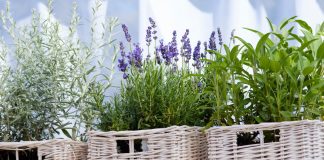 Пряные травы контейнерного огорода - Пряные травы и зелень Пряные травы контейнерного огорода