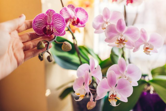 Фаленопсис (Phalaenopsis) Фаленопсис (Phalaenopsis)