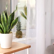 Сансевиерия трехполосная (Sansevieria trifasciata) Сансевиерия трехполосная (Sansevieria trifasciata)