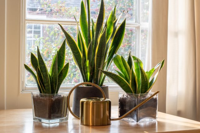 Сансевиерия трехполосная (Sansevieria trifasciata) Сансевиерия трехполосная (Sansevieria trifasciata)