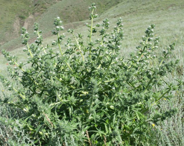 Синяк Биберштейна (Echium italicum subsp. Biebersteinii), или синяк итальянский подвид Биберштейна Синяк Биберштейна (Echium italicum subsp. Biebersteinii), или синяк итальянский подвид Биберштейна