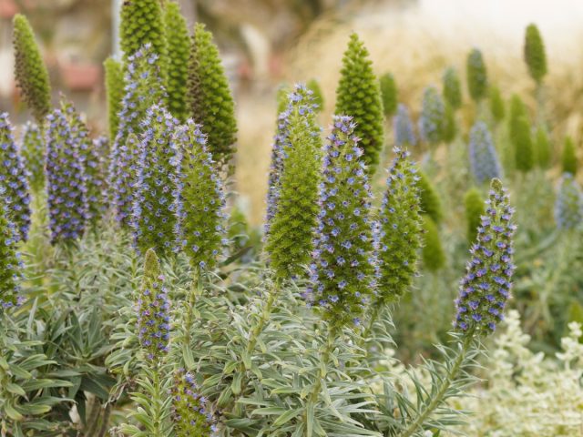 Синяк густоцветковый (Echium candicans), или синяк белеющий Синяк густоцветковый (Echium candicans), или синяк белеющий
