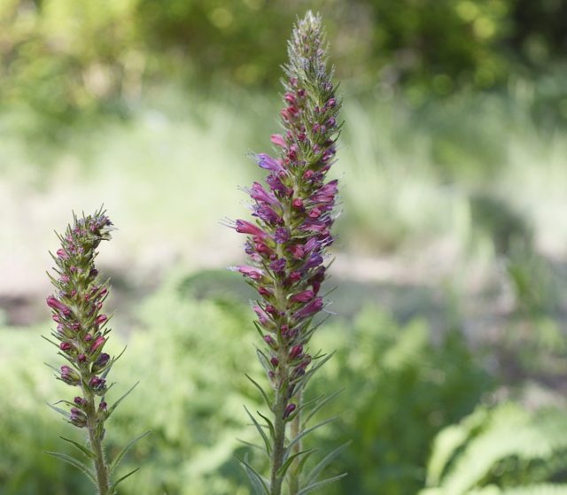 Синяк русский (Echium maculatum), или синяк пятнистый Синяк русский (Echium maculatum), или синяк пятнистый