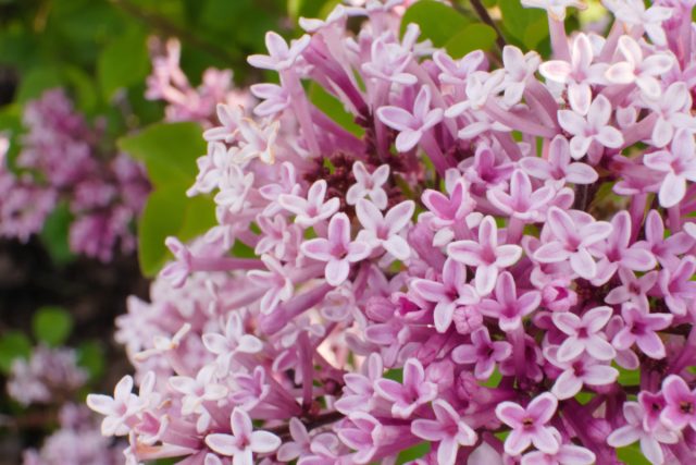 Сирень Мейера (Syringa meyeri) также называют корейской или карликовой сиренью Сирень Мейера (Syringa meyeri) также называют корейской или карликовой сиренью