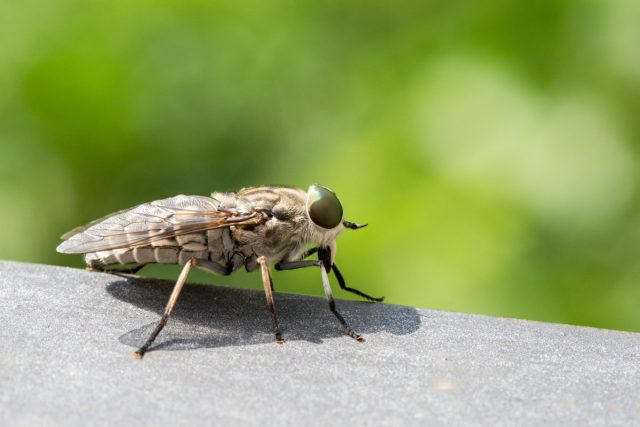 Слепни выглядят как крепкие мохнатые мухи с большими глазами зеленого или черного цвета, сегментированными усиками и лезвиеобразным ротовым аппаратом
