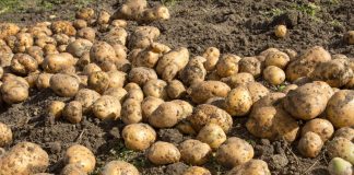 Современный подход к выращиванию картофеля