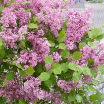 Сирень Мейера «Флауэрфеста Пинк» (Syringa meyeri 'Flowerfesta Pink') © baumschule-horstmann Сирень Мейера «Флауэрфеста Пинк» (Syringa meyeri 'Flowerfesta Pink')
