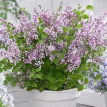 Сирень Мейера «Флауэрфеста Парпл» (Syringa meyeri 'Flowerfesta Purple') Сирень Мейера «Флауэрфеста Парпл» (Syringa meyeri 'Flowerfesta Purple')