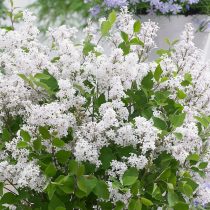 Сирень Мейера «Флауэрфеста Вайт» (Syringa meyeri 'Flowerfesta White’) Сирень Мейера «Флауэрфеста Вайт» (Syringa meyeri 'Flowerfesta White’)