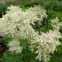 Василистник водосборолистный «Альбум» (Thalictrum aquilegifolium 'Album') Василистник водосборолистный «Альбум» (Thalictrum aquilegifolium 'Album')