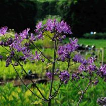 Василистник водосборолистный «Блэк стокинас» (Thalictrum aquilegifolium 'Black Stockinas') Василистник водосборолистный «Блэк стокинас» (Thalictrum aquilegifolium 'Black Stockinas')