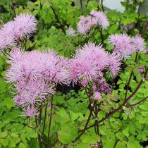 Василистник водосборолистный «Нимбус Пинк» (Thalictrum aquilegifolium 'Nimbus Pink’) Василистник водосборолистный «Нимбус Пинк» (Thalictrum aquilegifolium 'Nimbus Pink’)
