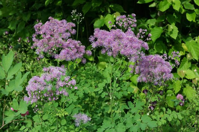 Василистник водосборолистный «Тандерклауд» (Thalictrum aquilegifolium 'Thundercloud') Василистник водосборолистный «Тандерклауд» (Thalictrum aquilegifolium 'Thundercloud')
