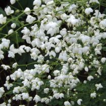 Василистник Делавея «Сплендид Вайт» (Thalictrum delavayi Franch. 'Splendide White') Василистник Делавея «Сплендид Вайт» (Thalictrum delavayi Franch. 'Splendide White')