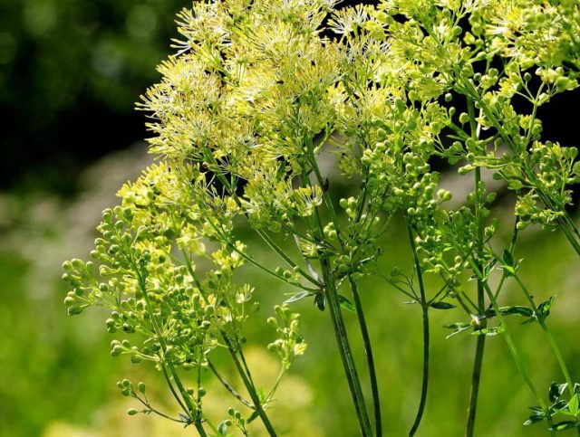 Василистник жёлтый (Thalictrum flavum L.) Василистник жёлтый (Thalictrum flavum L.)