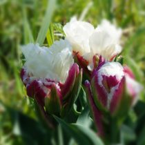 Тюльпан «Айс Крим» (Tulip 'Ice Cream') в начале роспуска Тюльпан «Айс Крим» (Tulip 'Ice Cream') в начале роспуска