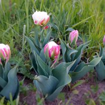 Тюльпан «Айс Крим» (Tulip 'Ice Cream') в бутонах Тюльпан «Айс Крим» (Tulip 'Ice Cream') в бутонах