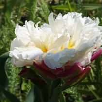 Тюльпан «Айс Крим» (Tulip 'Ice Cream') в полном роспуске Тюльпан «Айс Крим» (Tulip 'Ice Cream') в полном роспуске
