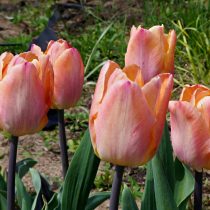Тюльпан «Априкот бьюти» (Tulip 'Apricot Beauty') в начале цветения имеет пастельные тона Тюльпан «Априкот бьюти» (Tulip 'Apricot Beauty') в начале цветения имеет пастельные тона