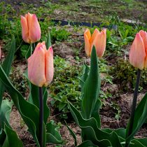 Тюльпан «Априкот бьюти» (Tulip 'Apricot Beauty') с волнистой листвой