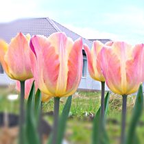 Тюльпан «Априкот бьюти» (Tulip 'Apricot Beauty') в конце цветения меняет цвет