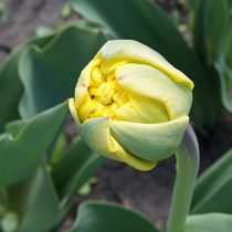 Тюльпан «Йеллоу Помпонет» (Tulip 'Yellow Pomponette') в бутоне напоминает кувшинку