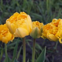 Тюльпан «Йеллоу Помпонет» (Tulip 'Yellow Pomponette') в начале роспуска Тюльпан «Йеллоу Помпонет» (Tulip 'Yellow Pomponette') в начале роспуска