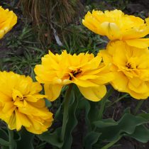Тюльпан «Йеллоу Помпонет» (Tulip 'Yellow Pomponette') в полном роспуске