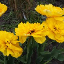 Тюльпан «Йеллоу Помпонет» (Tulip 'Yellow Pomponette') в полном роспуске Тюльпан «Йеллоу Помпонет» (Tulip 'Yellow Pomponette') в полном роспуске
