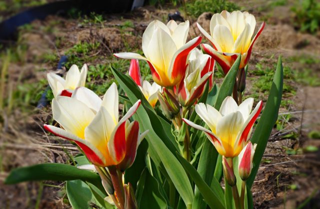 Тюльпан Грейга «Квебек» (Tulipa greigii 'Quebec') Тюльпан Грейга «Квебек» (Tulipa greigii 'Quebec')