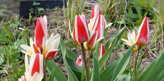 Тюльпаны, нарциссы, крокусы — какие луковичные порадуют вас весной?