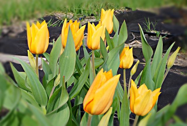 Тюльпан «Престанс Шогун» (Tulip 'Praestans Shogun') Тюльпан «Престанс Шогун» (Tulip 'Praestans Shogun')