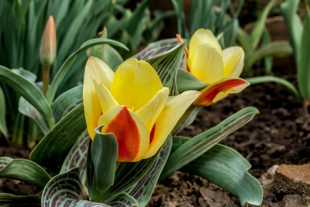 Избежать ежегодной выкопки поможет выращивание ботанических тюльпанов. Это более мелкие, нежные растения, которые по внешнему виду ближе к своим диким предкам, чем крупноцветковые тюльпаны