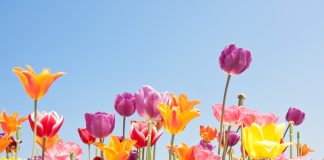 Тюльпаны после цветения — как хранить?