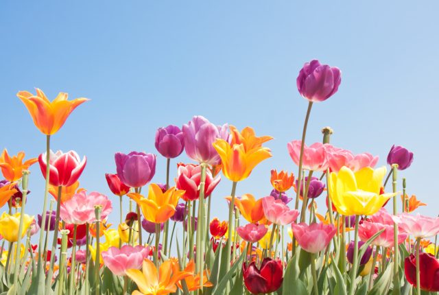 Тюльпаны после цветения — как хранить?