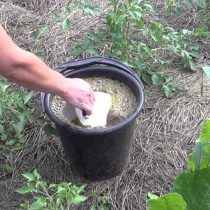 Травяные настои тоже богаты дрожжами, особенно с добавками сахаросодержащих растений: молодых листиков дуба, клёна, побегов батата