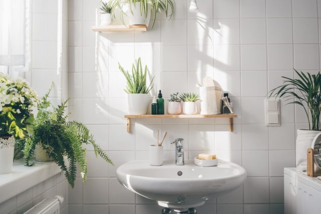 Можно украсить растениями ванную комнату. Это могут быть хлорофитум хохлатый или сансивьера, спатифиллум и аспидистра