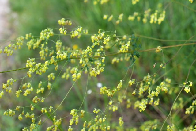 Василистник альпийский (Thalictrum alpinum) Василистник альпийский (Thalictrum alpinum)