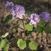 Василистник анемоновидный (Anemonella thalictroides) Василистник анемоновидный (Anemonella thalictroides)