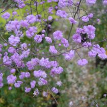 Василистник Делавея «Хевлет Дабл» (Thalictrum delavayi Franch. 'Hewlett's Double') Василистник Делавея «Хевлет Дабл» (Thalictrum delavayi Franch. 'Hewlett's Double')