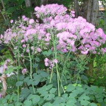 Василистник Делавея «Хевлет Дабл» (Thalictrum delavayi Franch. 'Hewlett's Double') Василистник Делавея «Хевлет Дабл» (Thalictrum delavayi Franch. 'Hewlett's Double')