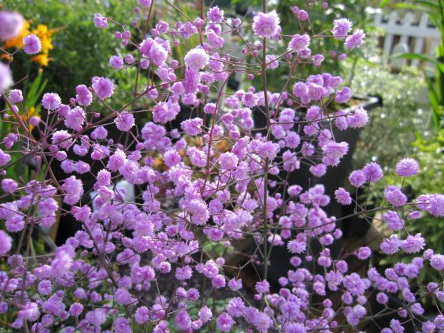 василистник двукрылоплодный (Thalictrum delavayi Franch.) василистник двукрылоплодный (Thalictrum delavayi Franch.)