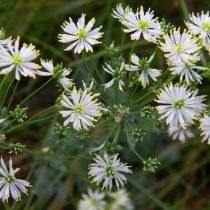 Василистник ложнолепестковый (Thalictrum petaloideum) Василистник ложнолепестковый (Thalictrum petaloideum)