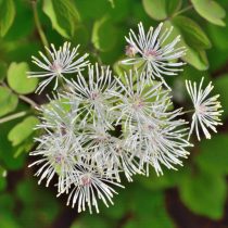 Василистник нитчатый (Thalictrum filamentosum) Василистник нитчатый (Thalictrum filamentosum)
