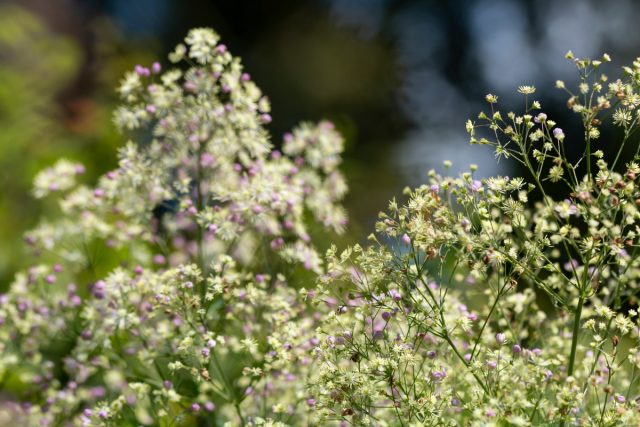 Василистник рохебрунский (Thalictrum rochebrunianum) Василистник рохебрунский (Thalictrum rochebrunianum)
