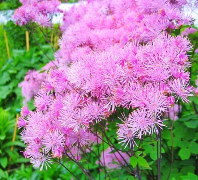 василистник водосборолистный «Дварф Перпл» (Thalictrum aquilegifolium 'Dwarf Purple') василистник водосборолистный «Дварф Перпл» (Thalictrum aquilegifolium 'Dwarf Purple')